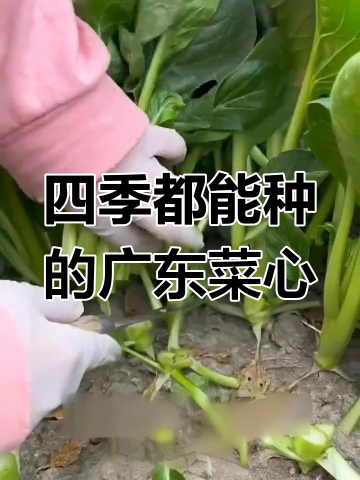 广东菜心:四季可种,口感超好,凉拌下饭必备