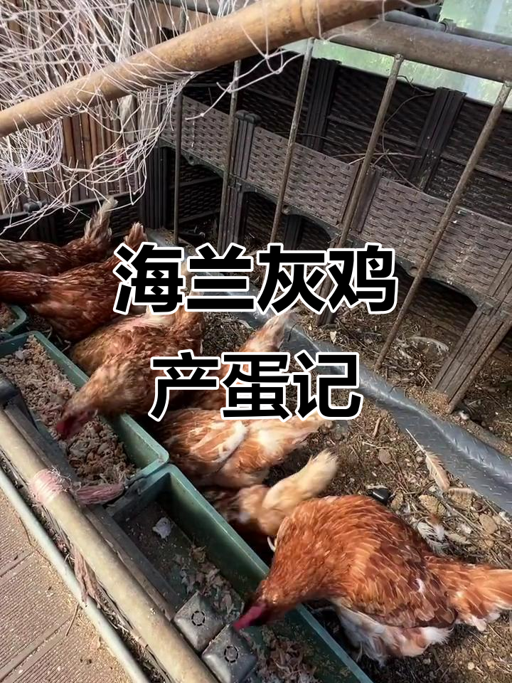 褐羽海兰灰521天,8个蛋连续产出
