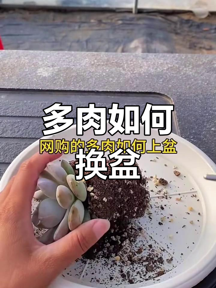 网购多肉换盆全攻略,轻松搞定根系清理与上盆技巧