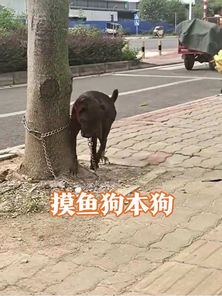 被铁链拴住的摸鱼狗:心在远方身不由己