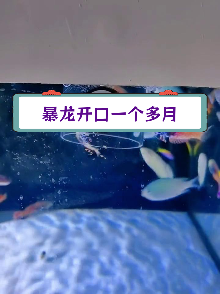 非洲暴龙养到追手,一个月后状态如何?