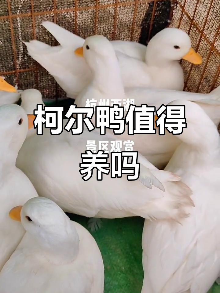 柯尔鸭的优缺点分析,适合养吗?