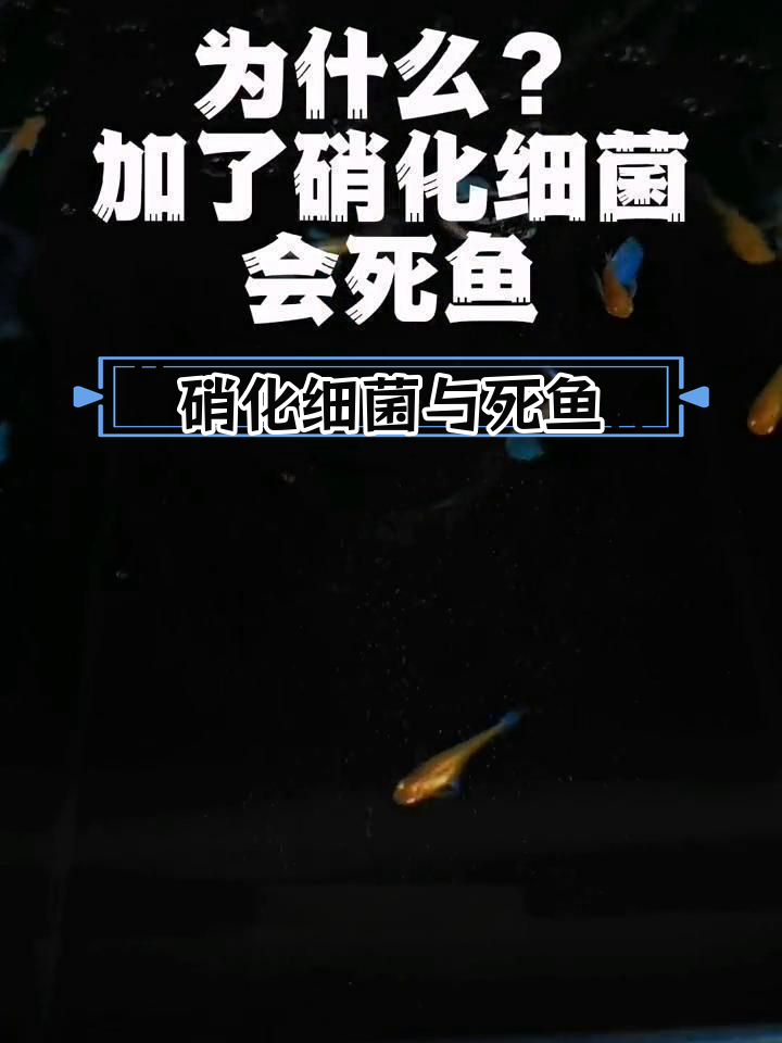 为什么添加硝化细菌后鱼会死亡?