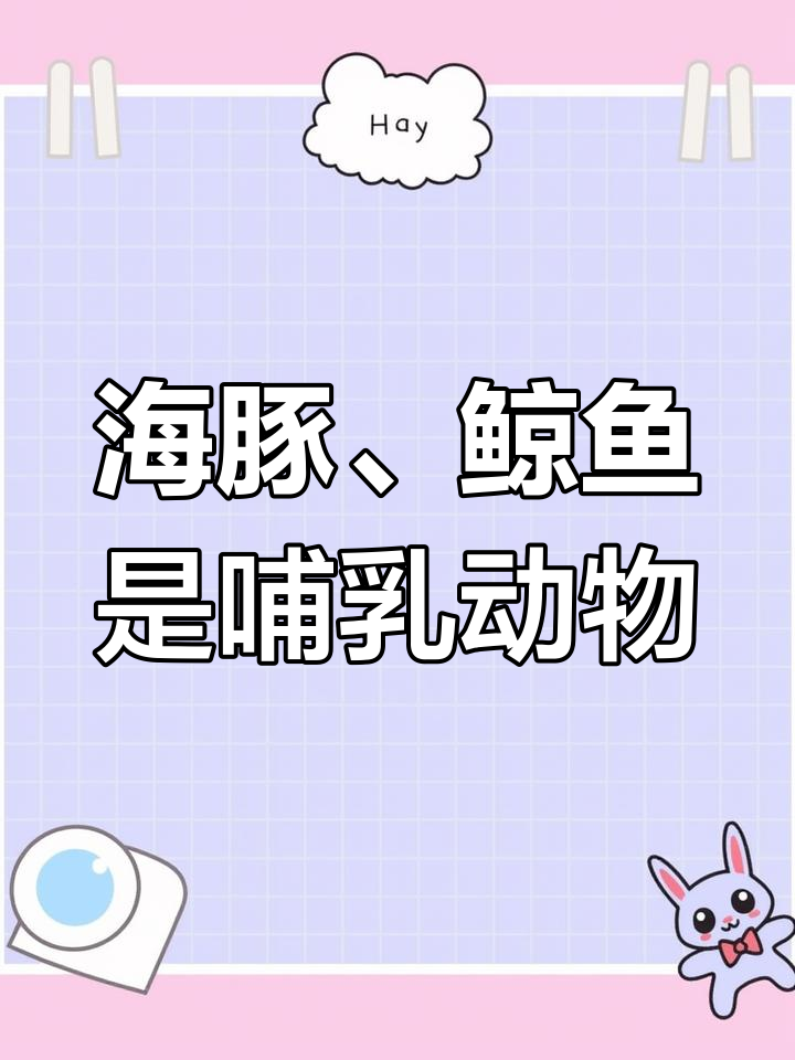 鲸鱼和海豚竟然不是鱼?揭秘海洋哺乳动物的秘密