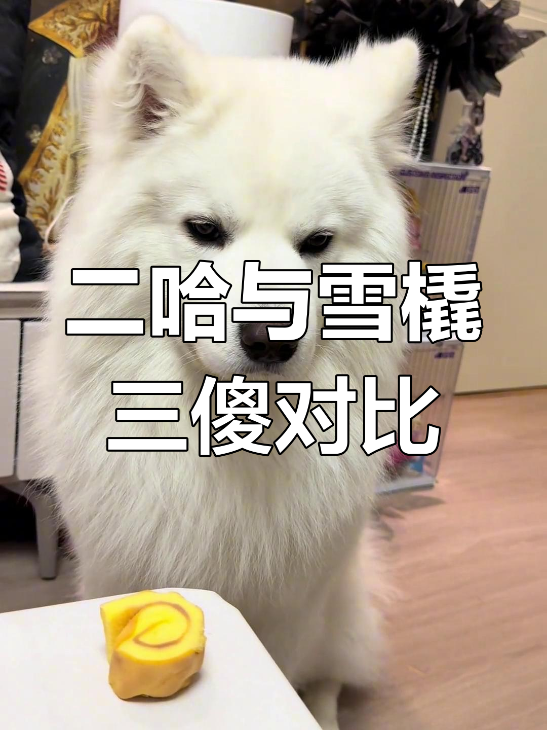 萨摩耶和哈士奇的区别,看谁能更乖巧地等待小蛋糕
