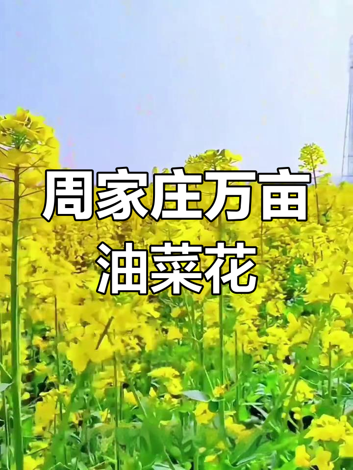 北方油菜花天花板,清明假期必打卡!