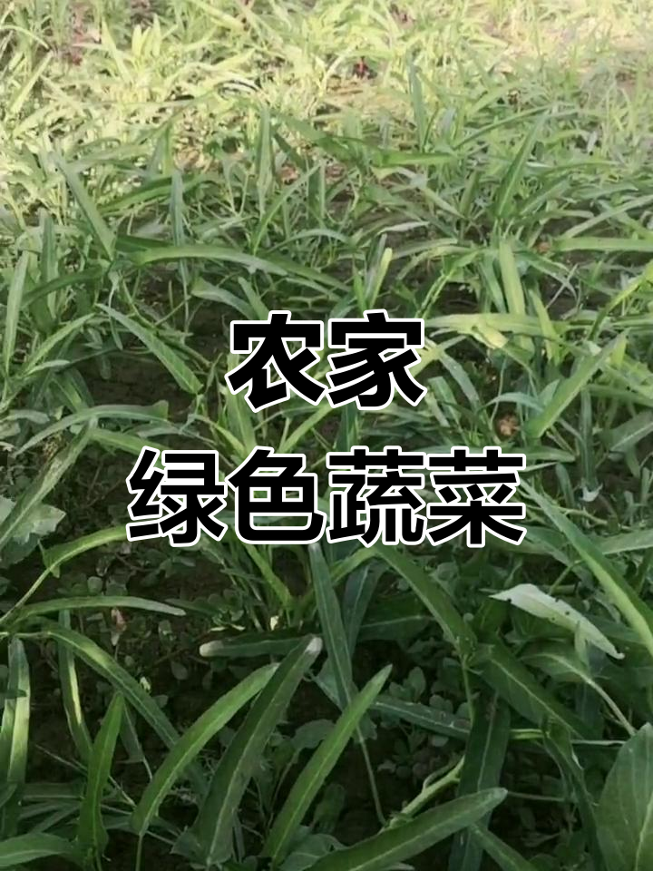 四川农村的野生特藤菜,三块钱一斤超值美味