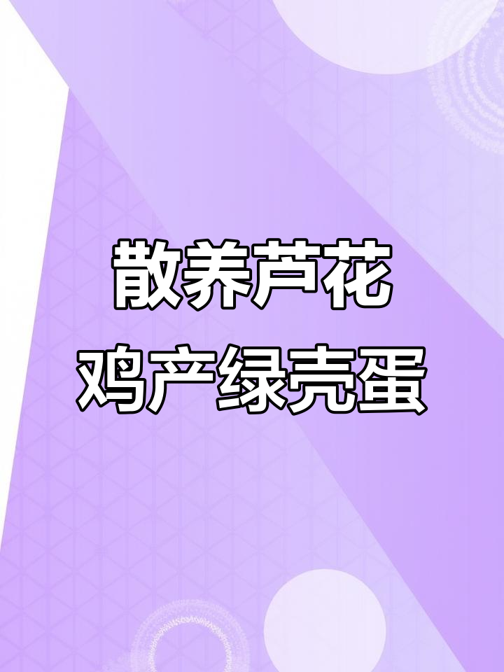 散养芦花鸡,绿壳蛋二十天就能产出