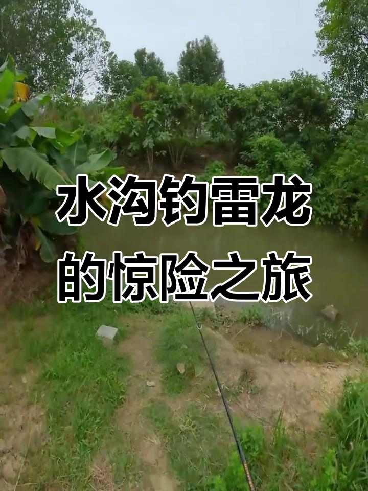 广东菜地水沟钓雷龙,黑臭水里竟有惊喜