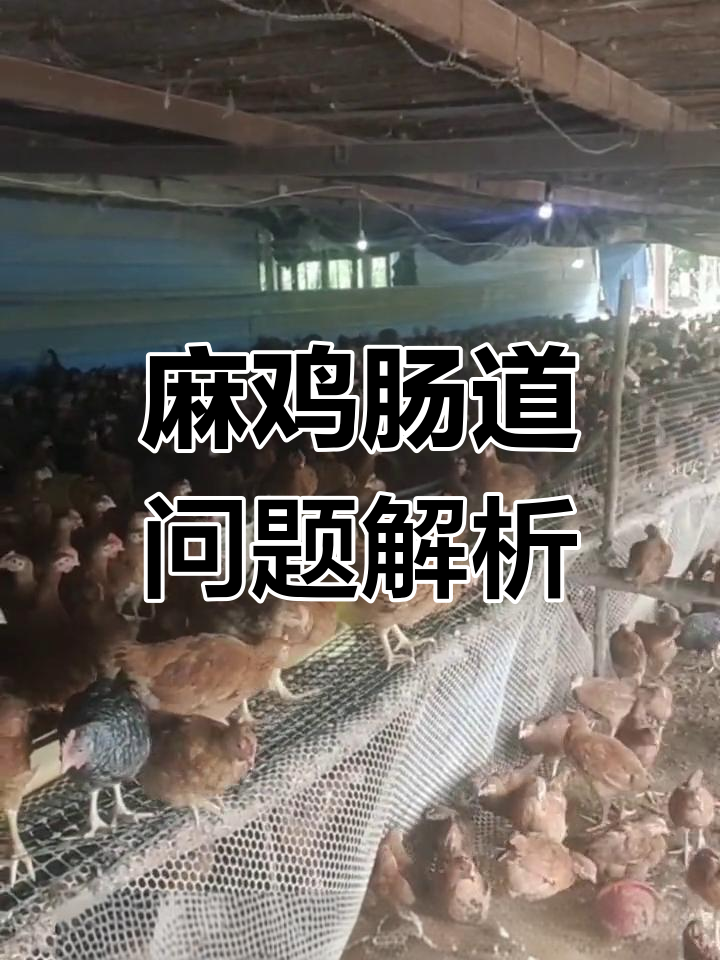 麻鸡肠道病变揭秘:如何应对脓性分泌物和出血点