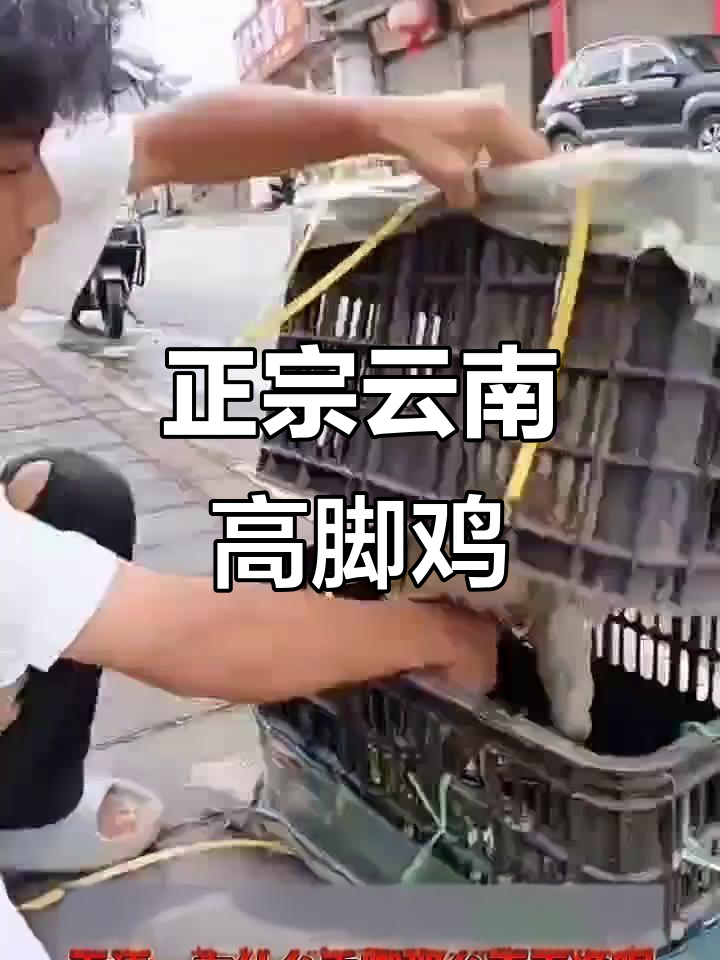 云南南涧高脚鸡:纯正老品种的王者风范