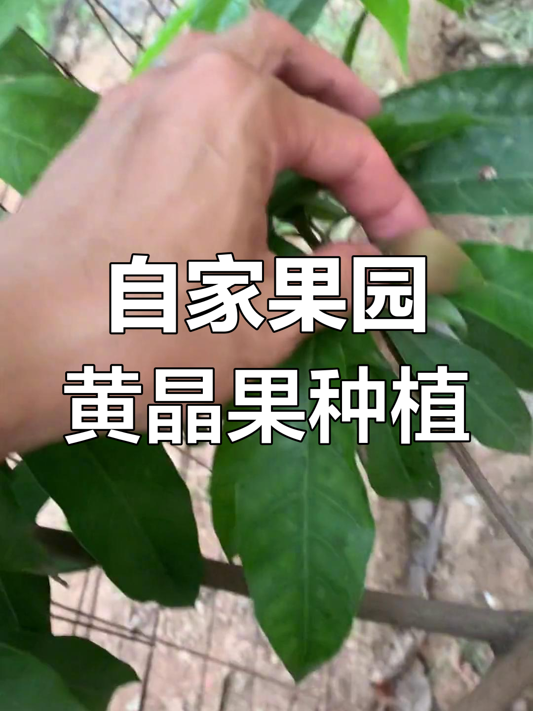 黄晶果新品种种植技巧,油桶三米搞定一切