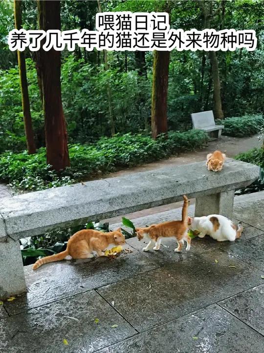 喂猫日记:养了几千年的猫,还是外来物种吗?我每天都会去喂猫。有些事情让我很难理解。网上很多