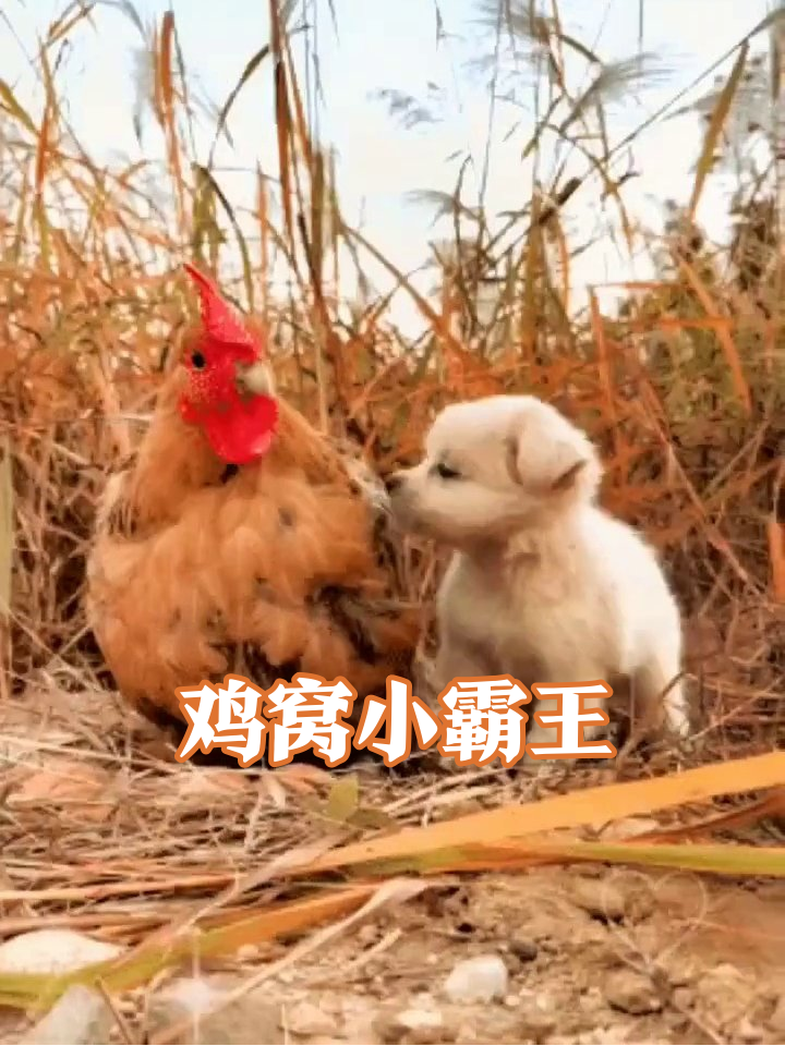 母鸡孵蛋遇碰瓷小狗,挤一起孵蛋画面萌化了!