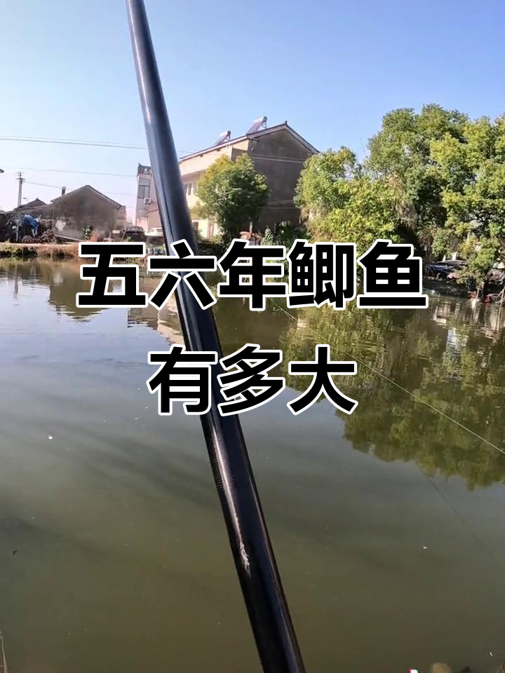 五年野生鲫鱼大揭秘,究竟能长多大?