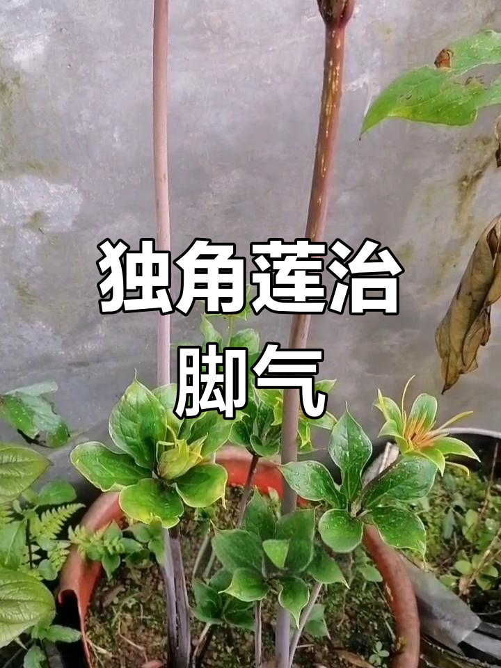 野生独角莲的生态与功效