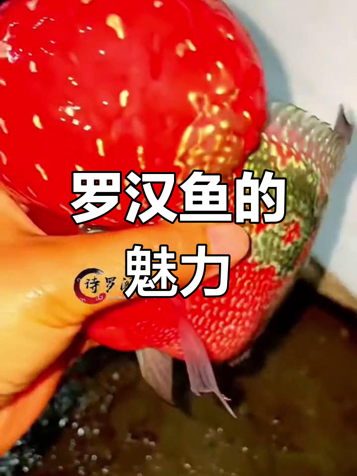 泰国罗汉鱼:鸿运当头之美