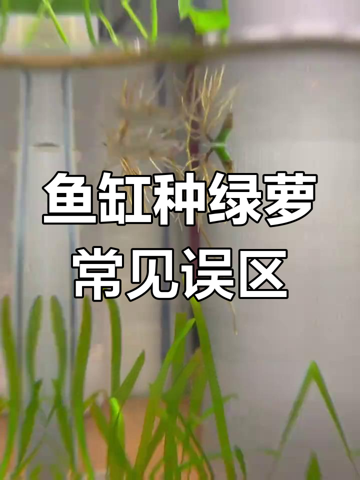 鱼缸绿萝种植的两大误区,水质和毒性问题解答