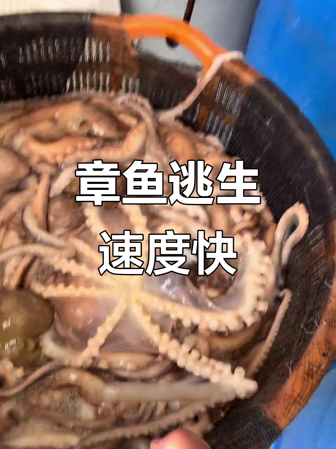 八爪鱼游六公里,逃跑速度惊人却常迷路