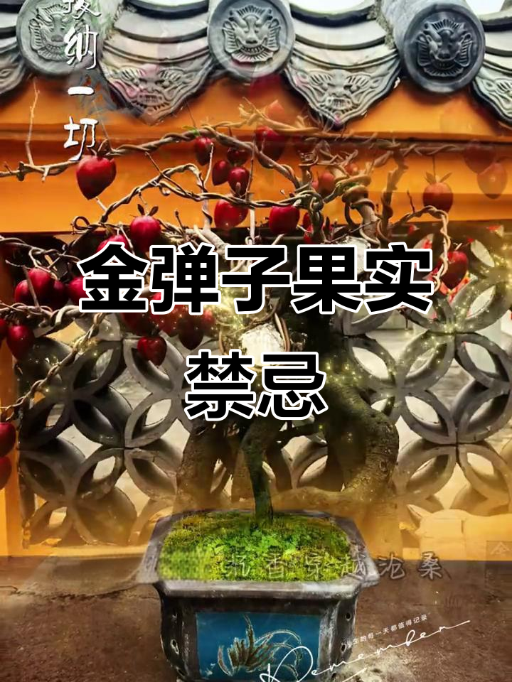 金弹子果实有毒别乱吃！化痰止咳需专业指导
