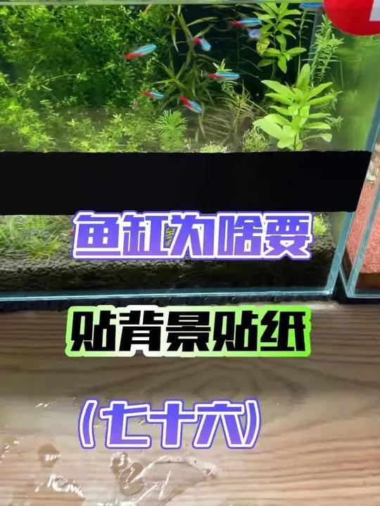 从0开始学养鱼「第七十六节」鱼缸为啥要贴黑色背景贴纸?贴了有啥用处?到底什么样的背景贴纸好