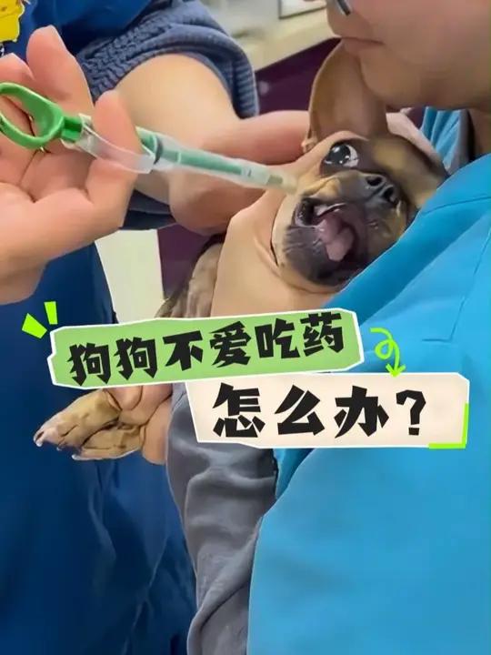 狗狗不爱吃药,怎么办?巨小萌鲨鱼软骨肽,不仅适口性好,效果更佳,猫狗爱吃,不用追着喂药