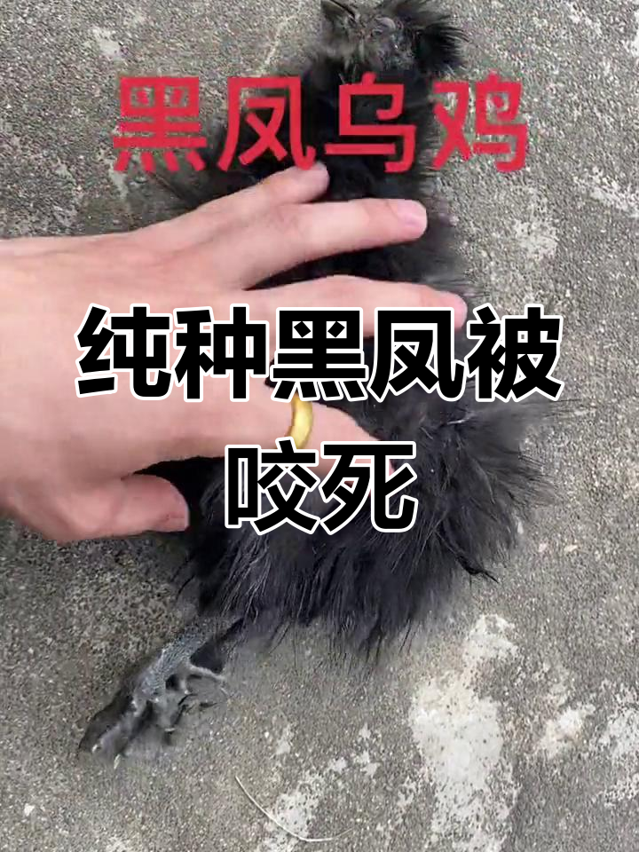 黑凤与白凤的区别,丝羽五爪毛脚