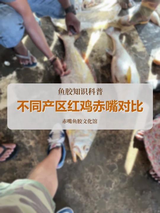 不同产区红鸡肉质对比!