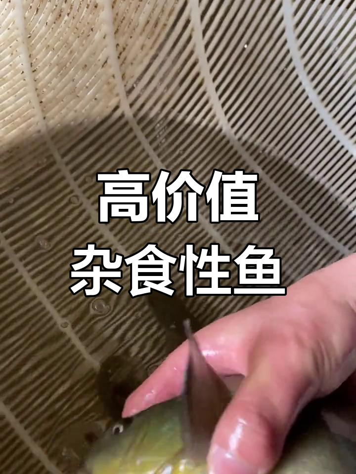 丁桂鱼:营养丰富,生长迅速的优质鱼类