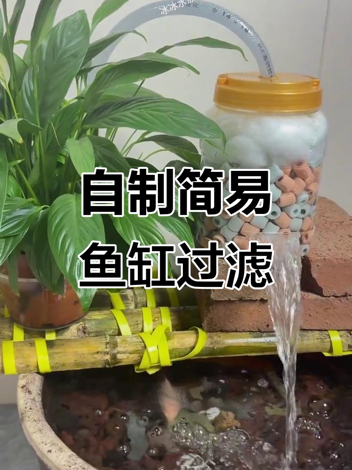 废旧塑料瓶变鱼缸过滤器,效果惊人!