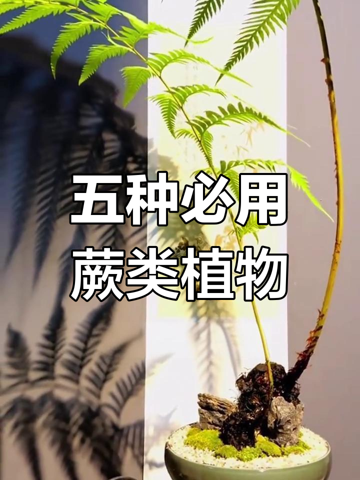 打造苔藓微景观必备:五种必选蕨类植物