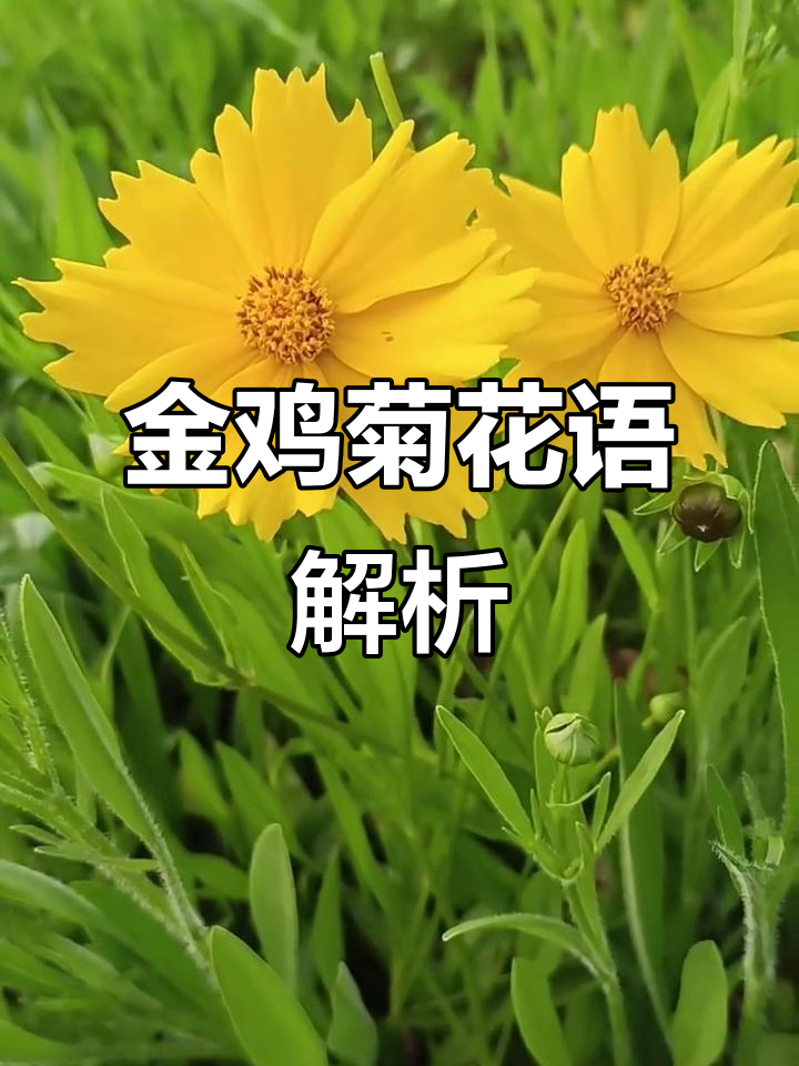 剑叶金鸡菊的花语:积极进取,勇往直前