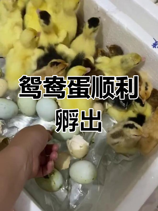 鸳鸯蛋孵化成功,出壳后即可喂食