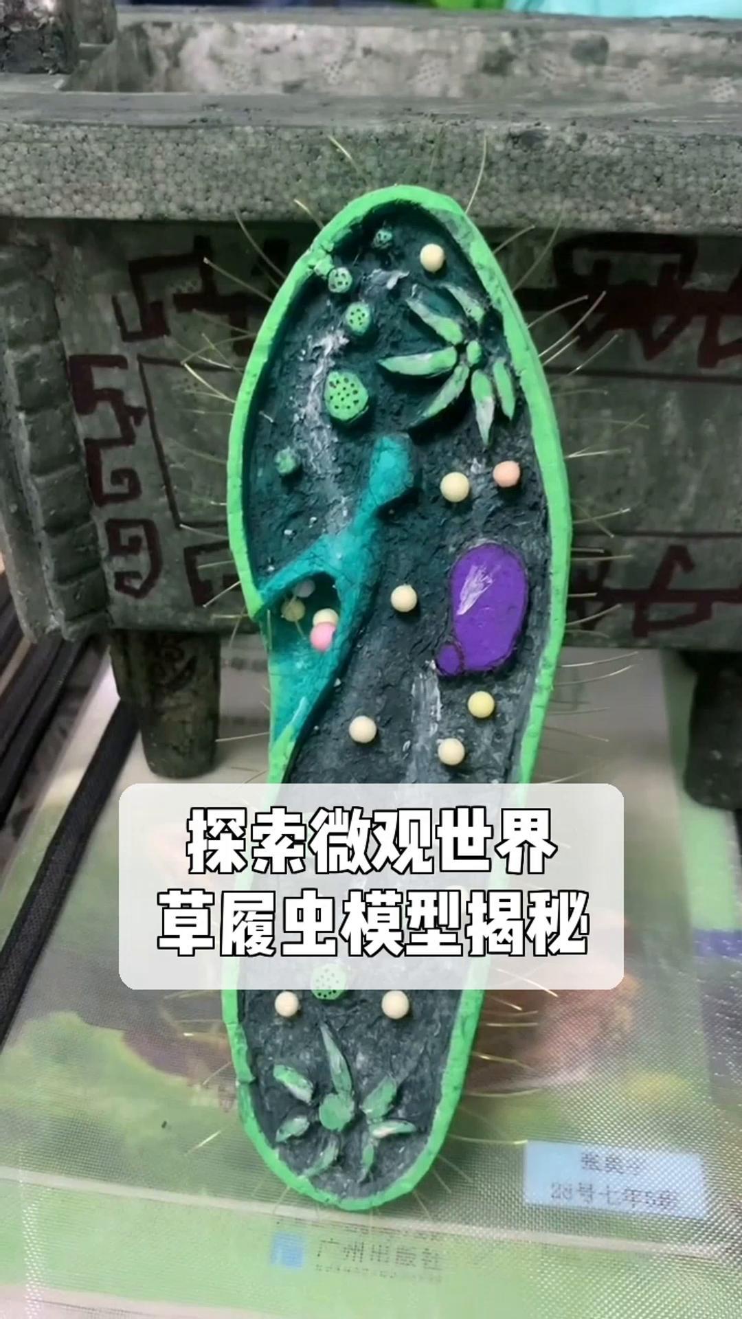 探索微观世界,草履虫模型揭秘