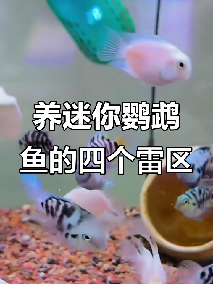 迷你鹦鹉鱼养殖四大禁忌,避开这些让水质更健康