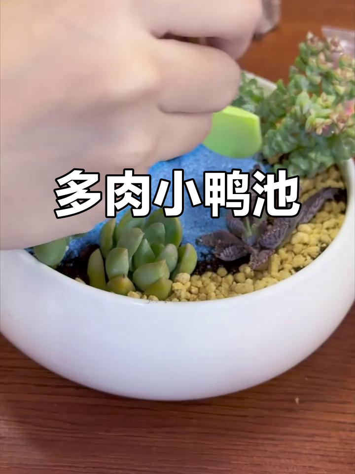 亲手打造萌宠池塘,多肉DIY治愈又可爱,超适合新手!