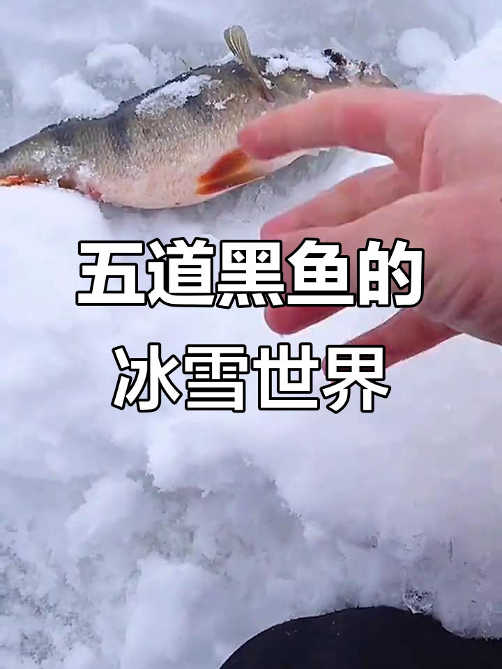 俄罗斯冰天雪地中的神秘五道黑鱼，北方冬天的独特魅力