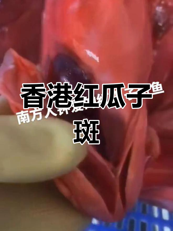 红瓜子斑鱼,鲜美与营养兼具的香港美味