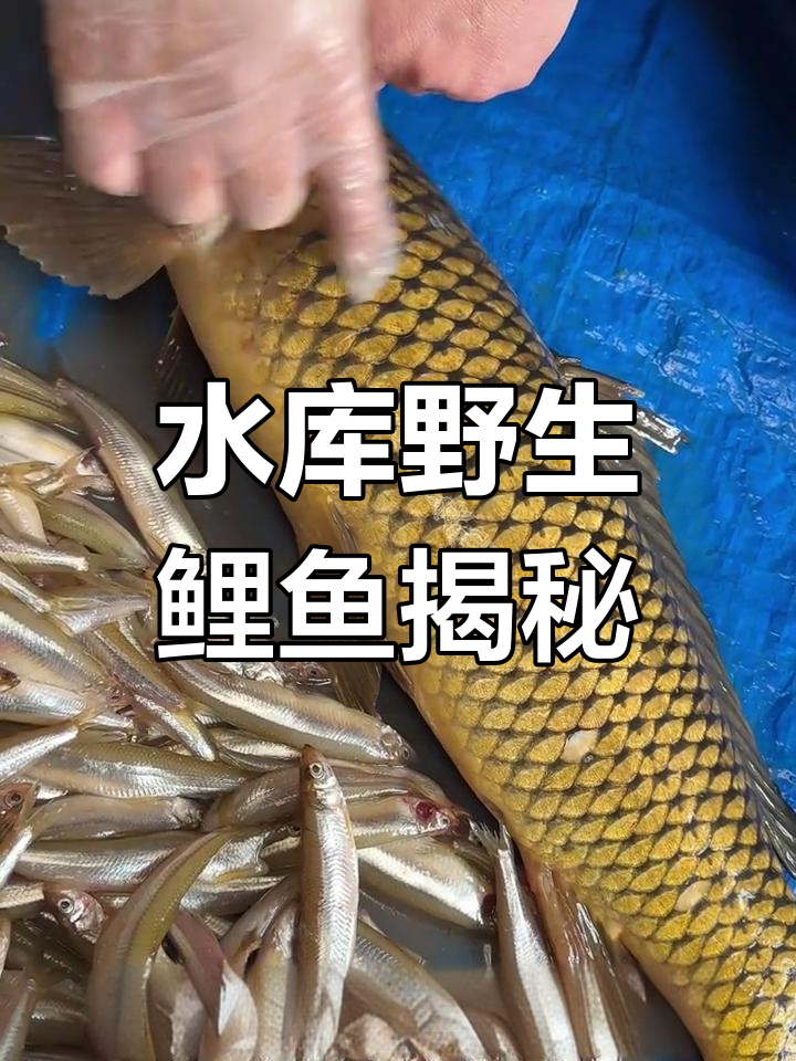 密云水库野生鲤鱼,身条细长无伤痕