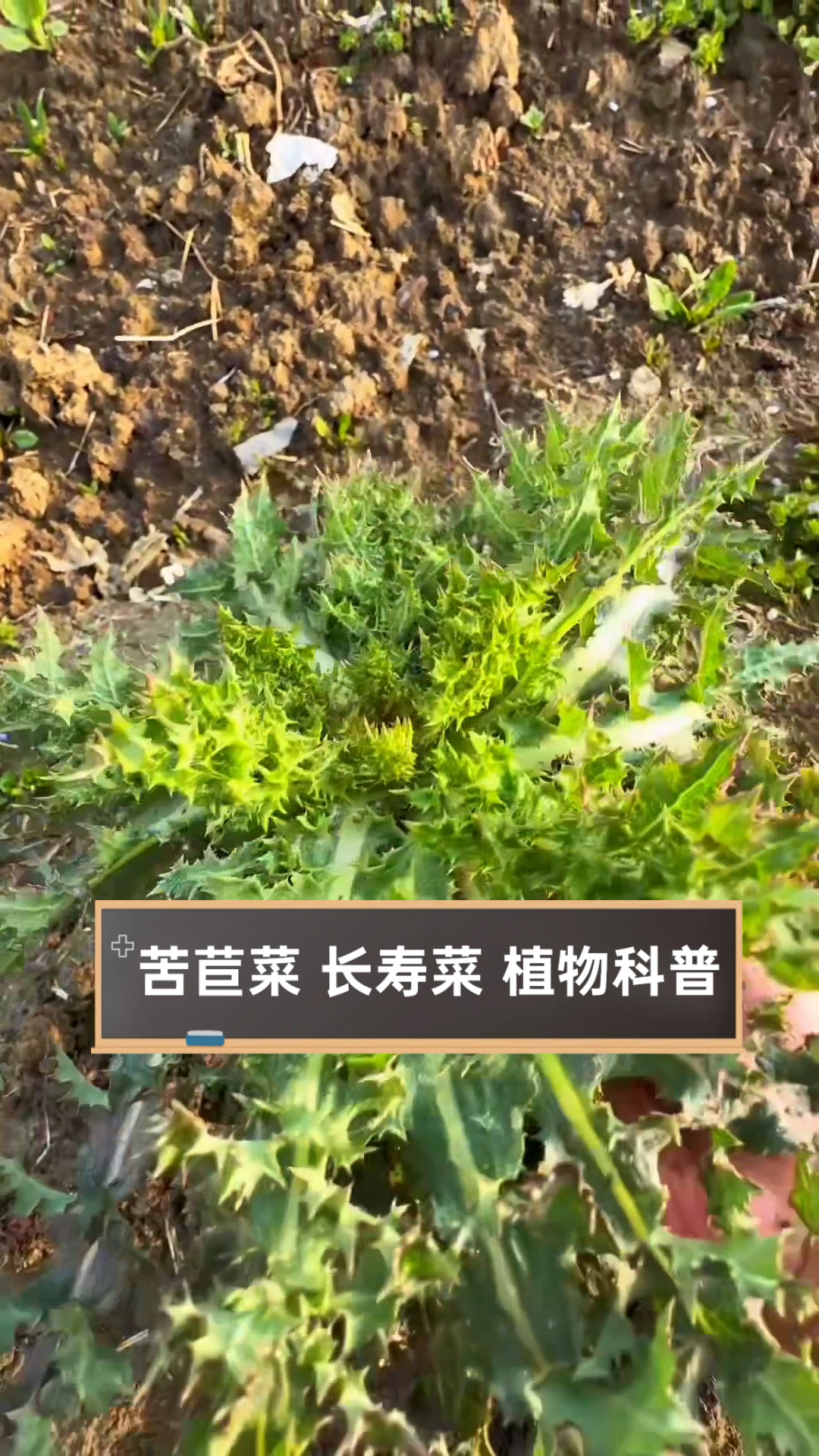 苦苣菜长寿菜,植物科普