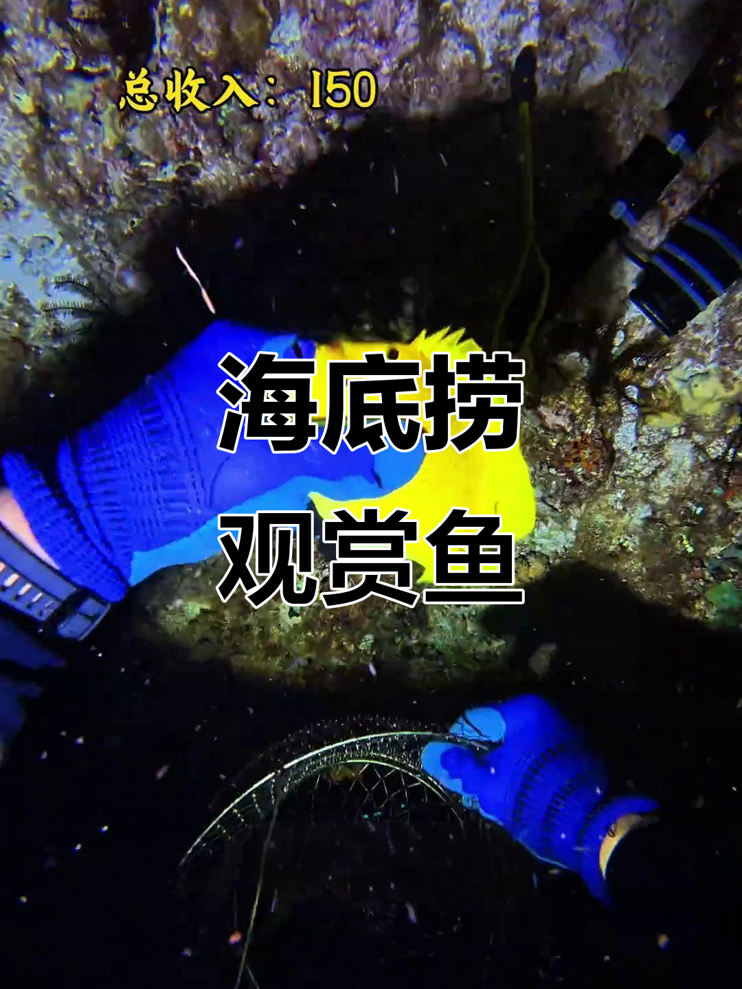 叶县海底抓鱼大冒险,蓝嘴神仙与天狗吊现身!