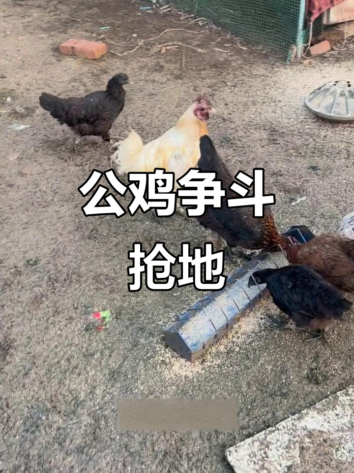 瓦灰公鸡与母鸡同笼,打架激烈争夺地盘