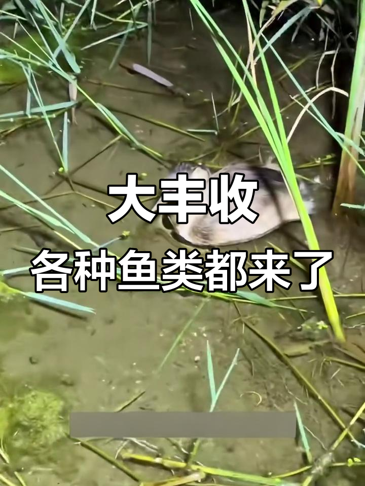 抓大鱼,白条、马口、黄鳝全都来!