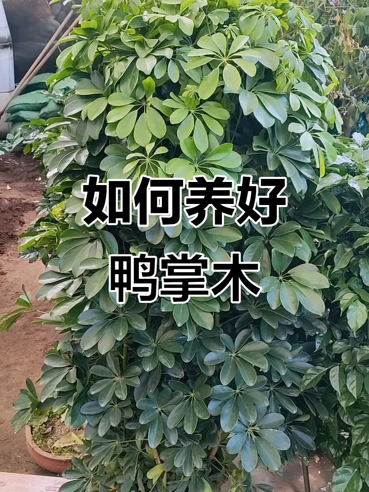鸭掌木养护全攻略:光照、浇水技巧大揭秘