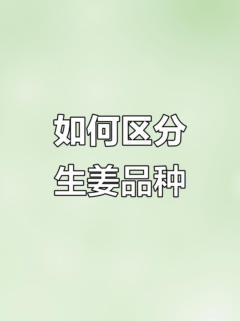 生姜品种如何选?大肉姜与小黄姜的区别全解析