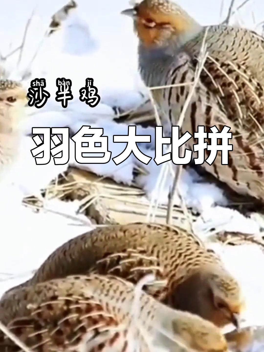 沙半鸡与飞龙羽毛差异明显,棕色与灰色的鲜明对比