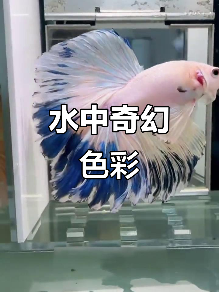 泰国斗鱼,色彩斑斓如梦似幻,水族箱中的璀璨视觉盛宴