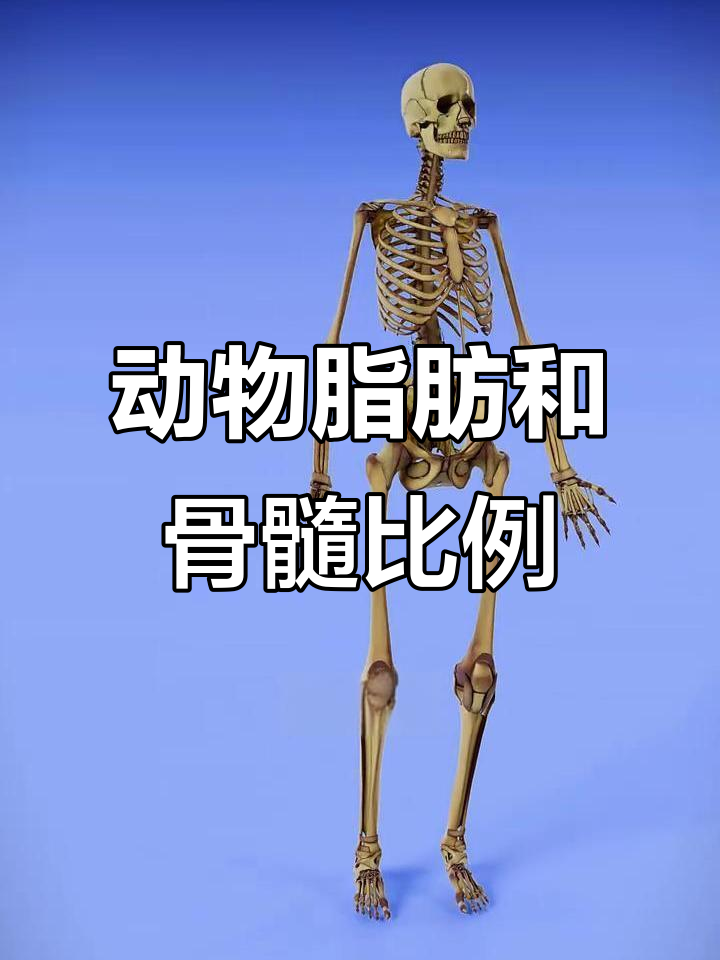动物脂肪与骨髓大揭秘:从河马到鹌鹑的差异