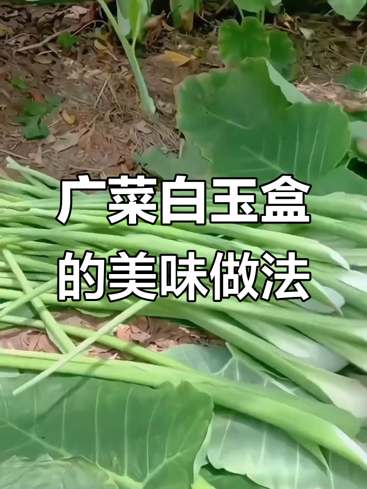 白玉盒:南方独特美味蔬菜,叶柄炒肉火锅都超赞