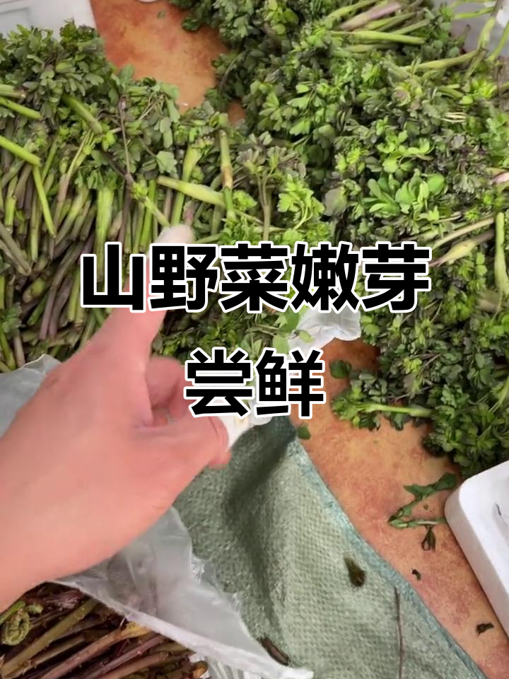 柳蒿芽、大叶芹,山野菜嫩芽美味来袭